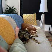 House Sitter - On the Move