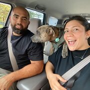 House Sitter - Pet-loving couple you can trust