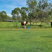 Home Owner wanting sitter in Rockhampton , Queensland