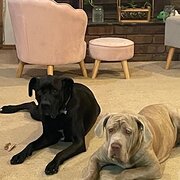 Home Owner wanting sitter in Maitland , New South Wales