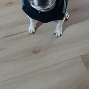 Home Owner wanting sitter in Brisbane, Queensland