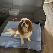 House Sitter - House sitter experienced 