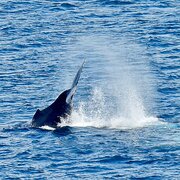 House Sitter - Sharon 