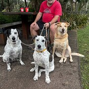 Home Owner wanting sitter in Maroochydore , Queensland