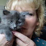 House Sitter - Wanderers 