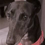 Home Owner wanting sitter in Brisbane, Queensland