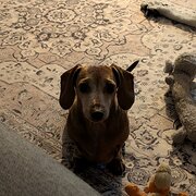 House Sitter - Solo House Sitter - Pet Friendly!