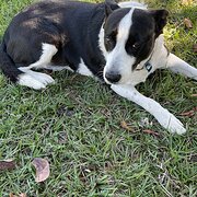 Home Owner wanting sitter in Maryborough , Queensland