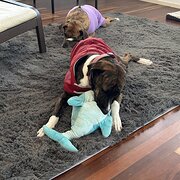 House Sitter - Paul C