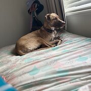 Home Owner wanting sitter in , New South Wales