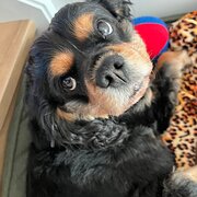 House Sitter - Pets away from home!