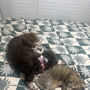 Home Owner wanting sitter in , Australian Capital Territory