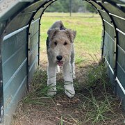 House Sitter - Pet & Garden Lover