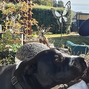 House Sitter - Reliable, clean and caring