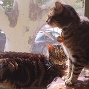 House Sitter - Mature and caring house and pet sitter.