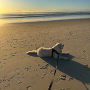 Home Owner wanting sitter in , Queensland