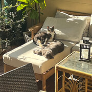 Home Owner wanting sitter in Brisbane , Queensland