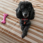 Home Owner wanting sitter in Perth, Western Australia