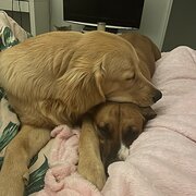 Home Owner wanting sitter in , Western Australia