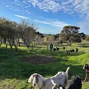 House Sitter - Sarah