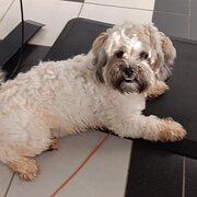 Home Owner wanting sitter in , New South Wales