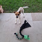 Home Owner wanting sitter in DENMAN, New South Wales