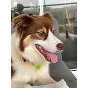 Home Owner wanting sitter in Cooroy, Queensland