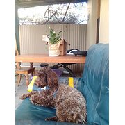 House Sitter - Rebecca