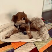 Home Owner wanting sitter in Echuca, Victoria