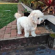 House Sitter - Responsible animal lover traveling WA