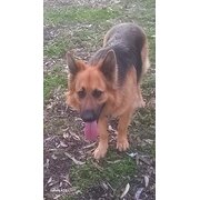 House Sitter - Joyful care