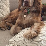 Home Owner wanting sitter in Brisbane , Queensland