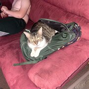 House Sitter - Pet sitter  looking for next adventure