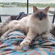 Home Owner wanting sitter in , Queensland