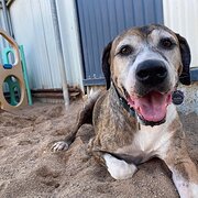 Home Owner wanting sitter in Townsville , Queensland