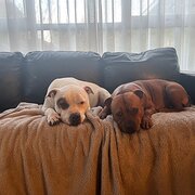 Home Owner wanting sitter in , Victoria