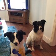 House Sitter - Animal lover