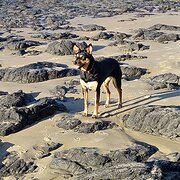 House Sitter - Retired animal loving couple 