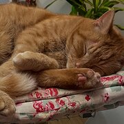 Home Owner wanting sitter in , Queensland