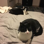 Home Owner wanting sitter in Perth , Western Australia