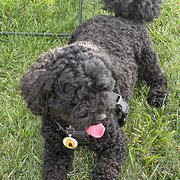 Home Owner wanting sitter in Penrith or Katoomba, New South Wales