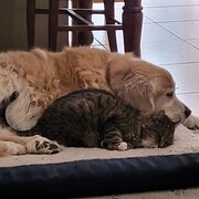 Home Owner wanting sitter in Brisbane , Queensland