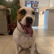 Home Owner wanting sitter in Perth, Western Australia