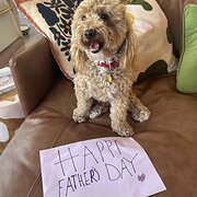 House Sitter - Responsible caring house/pet carer