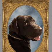 Home Owner wanting sitter in Penrith, New South Wales