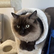 Home Owner wanting sitter in Brisbane, Queensland