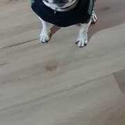 Home Owner wanting sitter in Brisbane, Queensland