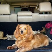 House Sitter - Kortnie, Malcolm house sitters 😊