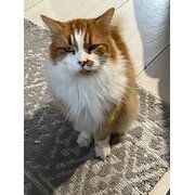 Home Owner wanting sitter in BOORAL, Queensland