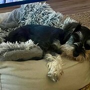 House Sitter - Happy Nomads